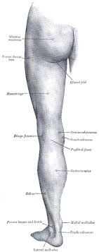 Of the anterior thigh muscles the largest are the four muscles of the quadriceps femoris: Surface Anatomy Of The Lower Extremity Human Anatomy