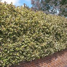 Maybe you would like to learn more about one of these? Griselinia Littoralis Variegata New Zealand Privet Hedge Plants