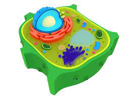 Therefore it is very simple to support us to maintain the activity and. Plant Cell 3d Model 9 Max Obj Fbx 3ds Blend Free3d