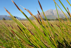 Image result for Eleocharis limosa