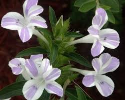 Image result for Barleria lancifolia