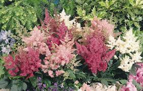 Verificați opțiunile noastre pentru cele mai bune plante pentru umbre. Top 10 Flori Care Cresc La Umbra