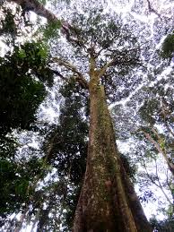 Image result for Newtonia buchananii