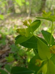 Image result for Euphorbia neopolycnemoides