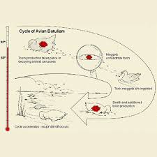 Botulism is caused by nerve toxins made by clostridium botulinum bacteria. Ny Sea Grant Nysg Great Lakes Botulism In Lakes Erie And Ontario About Botulism