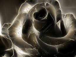 Background keren mengedit foto mengganti background foto dan memanipulasi foto merupakan bagian yang tidak terpisahkan dalam dunia. Mawar Hitam Black Rose Wallpaper Hd 3d 2560x1920 Wallpaper Teahub Io