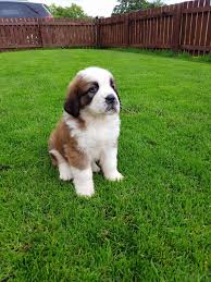 Black And White St Bernard Puppy St Bernard Puppy With White And Beige And Dark Brown Coat Cutest Dog In The World Sitting On A Grassy Lawn Cute Dogs Images Puppies Cute Dogs