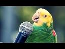 Pictures of 2 parrots singing <?=substr(md5('https://encrypted-tbn0.gstatic.com/images?q=tbn:ANd9GcQiR5XO1LWQ8E-q31tpvi5ZSY8gooeLN7VXx41r6Acres4PSQnsmj1VlM3Z'), 0, 7); ?>
