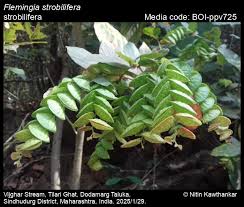 Image result for Flemingia strobilifera