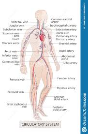 Hand Anatomy Diagram Catalogue Of Schemas