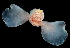 Image result for Aspidoglossum glabellum