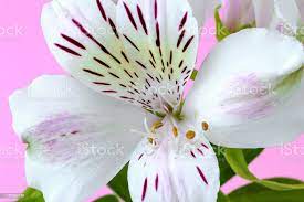 Foto De Closeup Da Flor Branca Do Alstroemeria Chamado Geralmente O Lirio Ou O Lirio Peruano Dos Incas Em Um Fundo Corderosa Flores Com As Petalas Brancas Para Para Os Ramalhetes E
