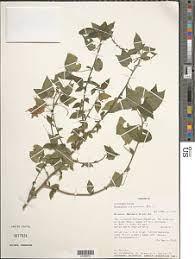 Image result for Acalypha racemosa