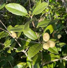 Image result for Elaeodendron croceum