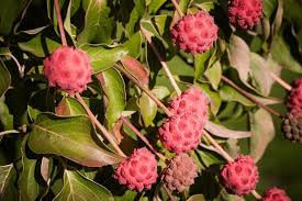 Image result for Cornaceae