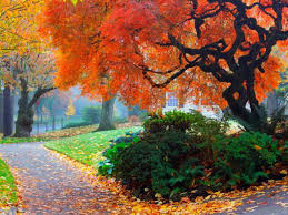 First, let's look at a few reasons to grow small. Shade Trees For Small Landscapes Hgtv