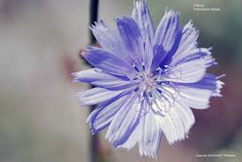 Send flowers to washington state today! Us Wildflower S Database Of Blue Wildflowers For Utah