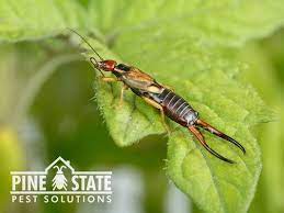 Over the time it has been ranked as high as 2 339 699 in the world. Pine State Pest Solutions 508 Washington St N Auburn Me Pest Control Mapquest