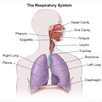 It exposes the patient to absolutely no radiation. Chest Ultrasound Johns Hopkins Medicine