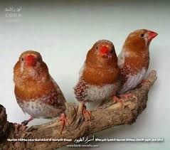 اكواد اورنج ، أهم أكواد شركة اورنج المغرب ،خدمة عملاء اورنج ،اكواد اورنج الأردن الجديدة ،جميع أكواد كيفية حفظ اكواد اورنج مصر orange ؟ إن أكواد اختصارات شركة اورنج عديدة للغاية وحتى. ØµÙØ­Ø© Ø§Ù„Ù…Ø±Ø¨ÙŠ Ø£Ø¨Ùˆ Ø±Ø§Ø´Ø¯ Ø£Ø³Ø±Ø§Ø± Ø§Ù„Ø·ÙŠÙˆØ±