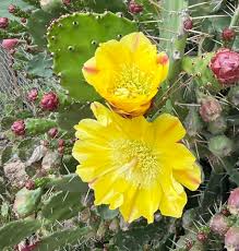 Image result for Opuntia monacantha