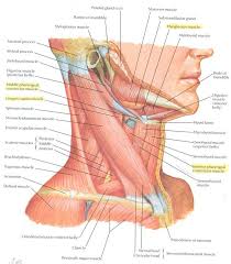 The splenius capitis and the splenius cervicis are neck extensors. Neck Muscle Anatomy Health Medicine And Anatomy Reference Pictures Anatomia Musculos Del Cuello Anatomia Humana