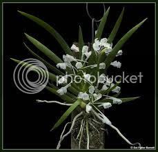 Image result for Podangis dactyloceras