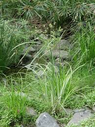 Image result for Cyperus alopecuroides