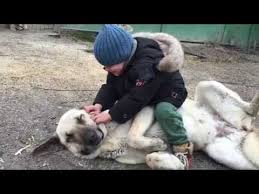 Kangal Ve Cocuk Youtube Kangal Kopegi Cocuk Youtube