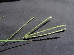 Image result for Eleusine