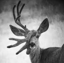 22 Pics That Prove Nature Is Scary Af Whitetail Deer Pictures Funny Deer Deer Pictures