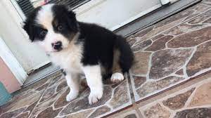 Australian shepherd black tri puppy. Cutest Puppy Baby Aussie Australian Shepherd Black Tri Youtube Australian Shepherds Baby Welpen Niedliche Welpen