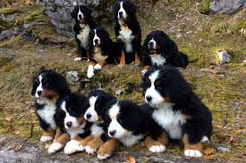 Hallo, wir wurden am 26.02. Zuchtstatte Zum Schangnauergluck Berner Sennenhunde Welpen