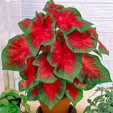 Image result for Caladium