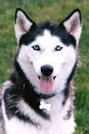 Siberian Husky Black And Blue Eyes Pin By Alexa Grey On Dogs Lover Husky Dogs Puppies With Blue Eyes White Husky Puppy