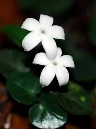 Image result for Geophila repens