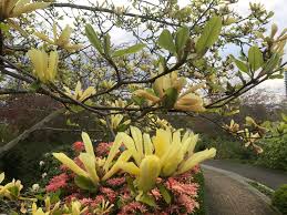Maybe you would like to learn more about one of these? April 2020 In The Neighbourhood Ubc Botanical Garden