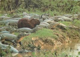 A pair of capybaras lived around alligator lake, lake city, florida, from approximately 2001 to 2015 (c. Postcard Capybara Alligators Topics Animals Other Postcard Hippostcard
