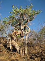 Image result for Fockea multiflora