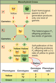 Before the amoeba sisters finish filling in these punnett squares which cross will produce a possible offspring that is type o? Lets Go Blog The Punnett Square Approach For A Monohybrid Cross Biology Facts Biology Lessons Punnett Squares