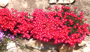 Image result for Lampranthus spp.