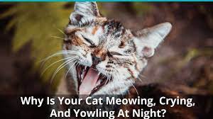 Why Does My Cat Constantly Meow Cry Or Yowl At Night And When I Go To Bed Cat Meowing At Night Cats Cat Crying