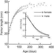 ontogeny of sexual dimorphism in chinchilla lanigera