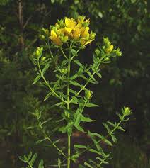 Image result for Hypericum humbertii