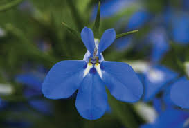 Image result for Lobelia erinus
