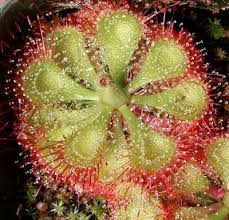 Drosera burmannii is a small plant. Pin On Mandalas