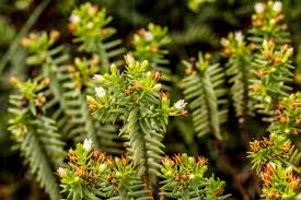 Image result for Anthospermum ammannioides