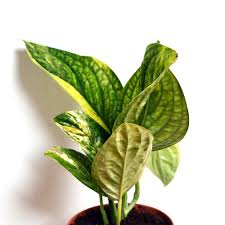 Pin By Monica Yam On Grow W Me Plants Ornamental Trees Garden Plants