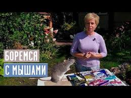 секрет раскрыт лучшее удобрение всех времен чай из травы Smertelnoe Menyu Dlya Myshej Uroki Po Pleteniyu Skoro Sadovyj Gid Youtube Ovoshnoj Ogorod Ogorod Mysh