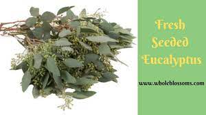 Where To Buy The Fresh Quality Of Affordable Seeded Eucalyptus At Near You Seeded Eucalyptus Seeds Eucalyptus